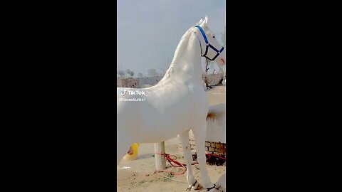 Horse lover 🤍
