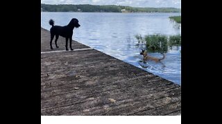 Poodle throws stick in water for Malinois