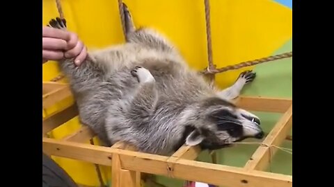 The raccoon came for a massage...what came of it!