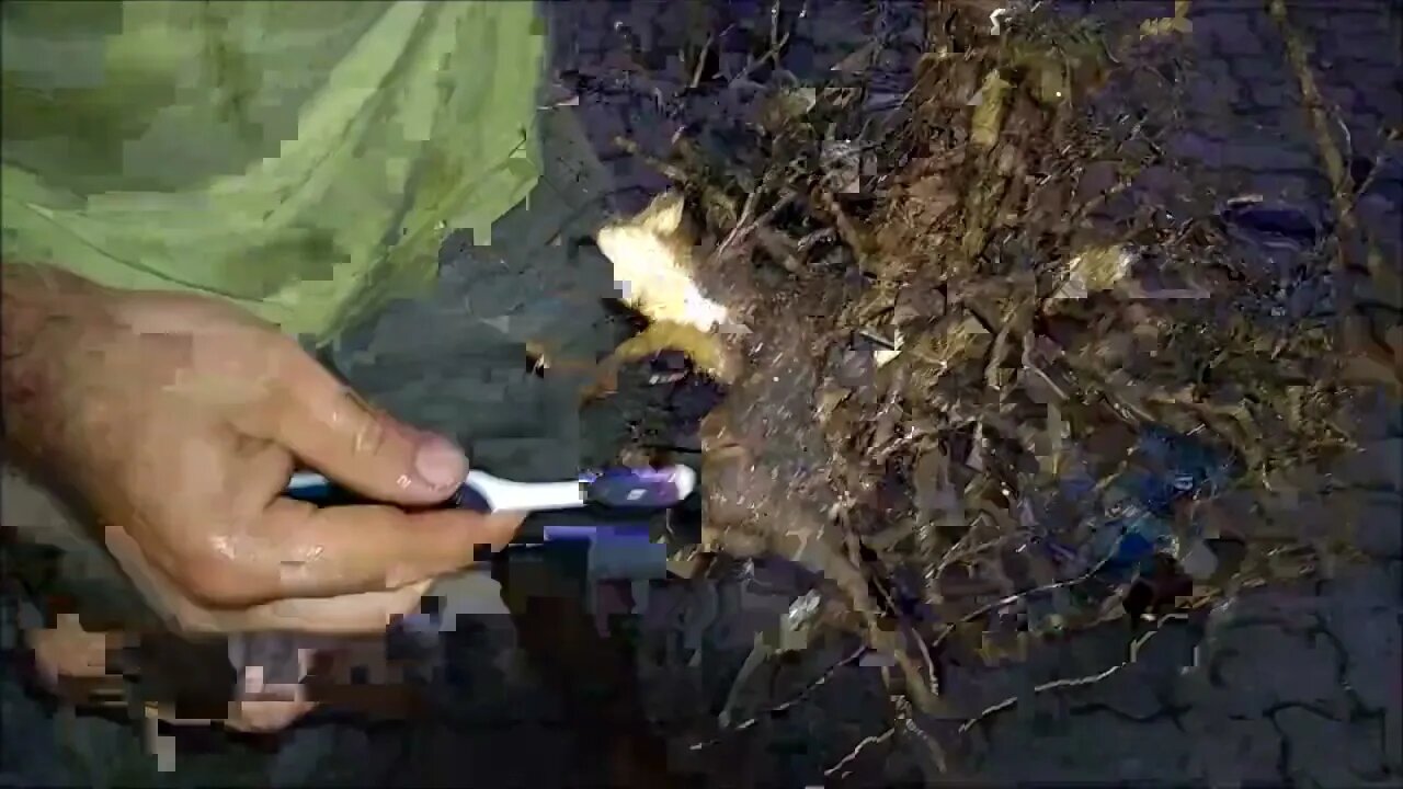 como salvar uma frutífera retirada do Solo sem terra em suas raízes