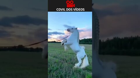 um dos cavalos mais caros do mundo