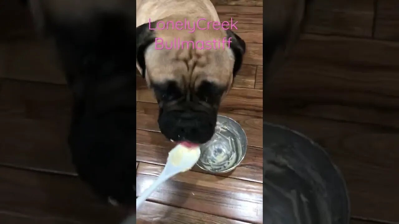 Puppies cookies 🍪