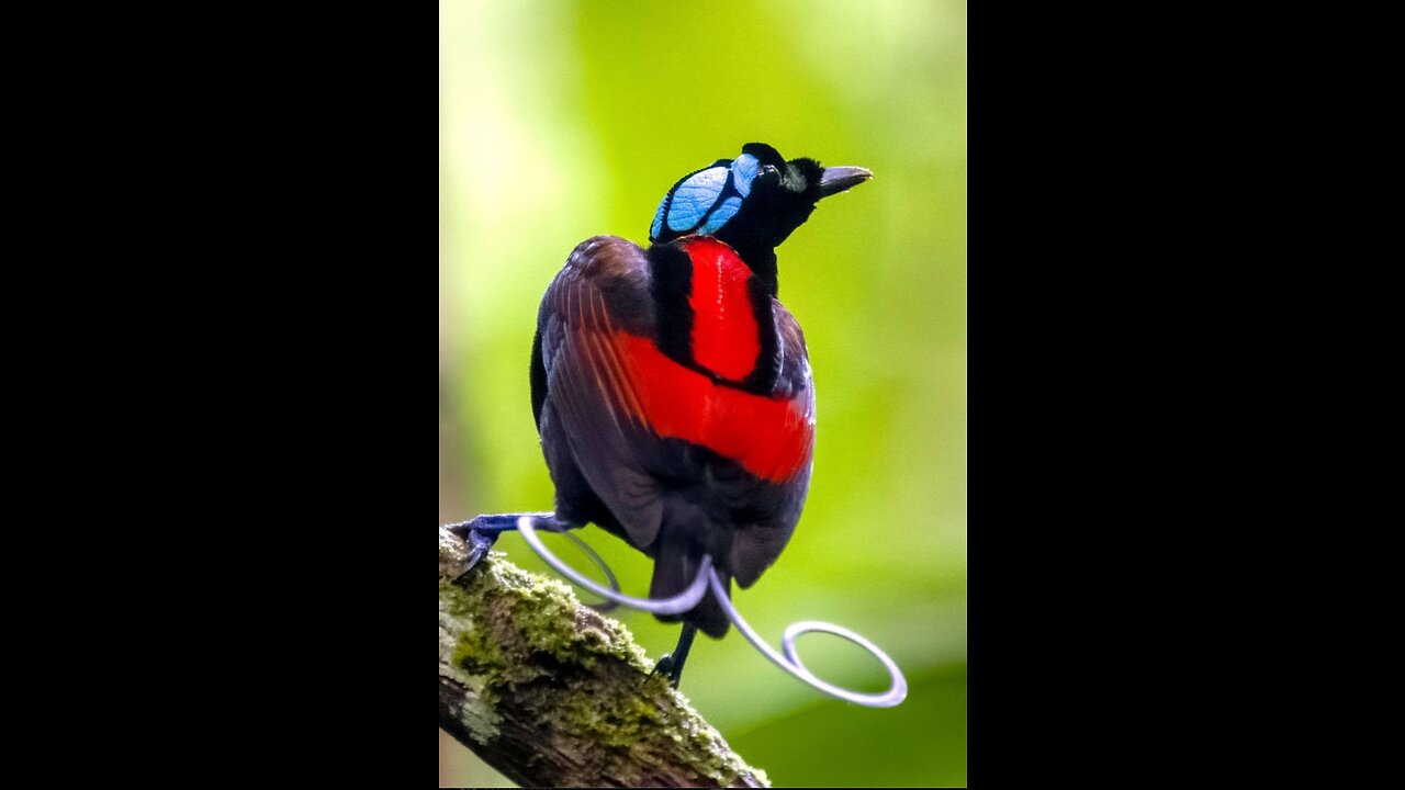 amazing birds in the amazon rainforest