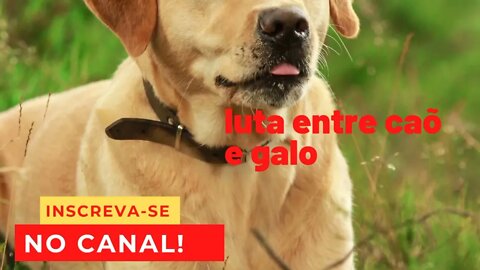 AQUI VC VAI ASSIRTIR VIDEO DR TODOS OS TIPOS DE ANIMAIS