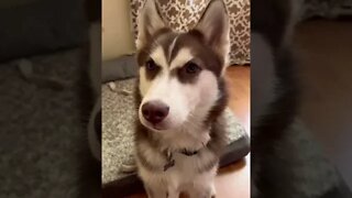 HUSKY PUPPY DANCE🕺🤠 #husky #puppy #huskypuppy #puppies #siberianhusky