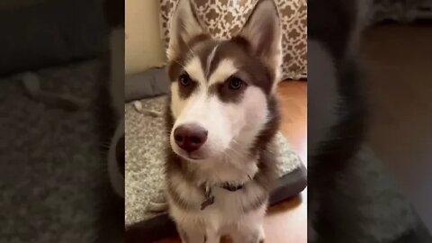 HUSKY PUPPY DANCE🕺🤠 #husky #puppy #huskypuppy #puppies #siberianhusky