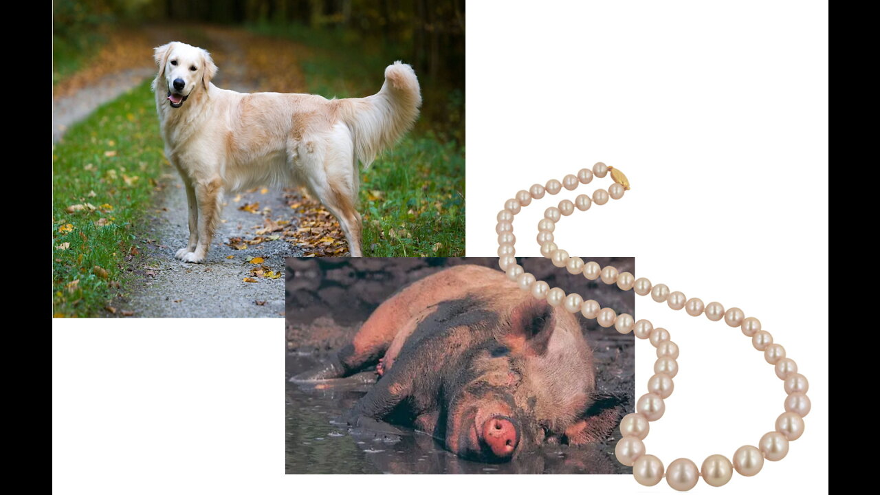 Dogs, Hogs, and Pearls