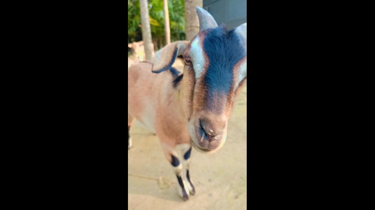 Beautiful goat