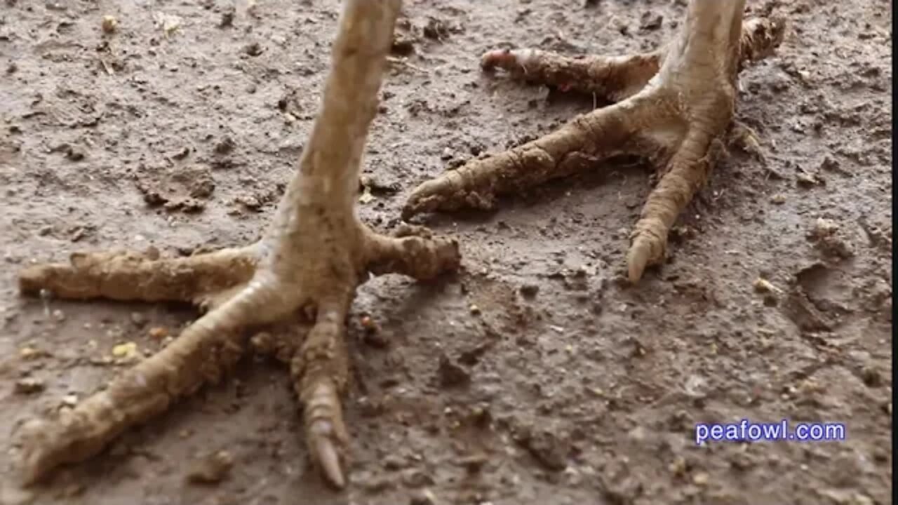 Cutting Peacock Talons, Peacock Minute, peafowl.com