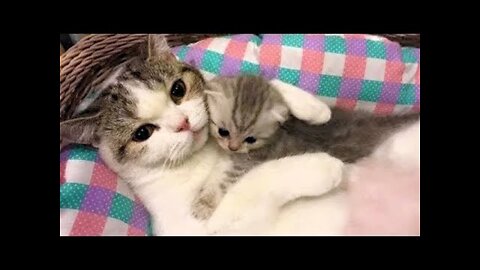 Funny And Cute Cat'S Life (Part 3) Cats And Owners Are The Best Friends Videos