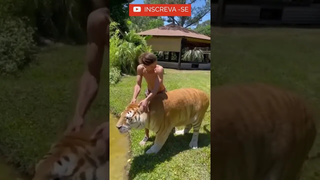 Olha que Tigre mais Lindo! - Quer conhecer algo interessante? Na Descrição: #shorts