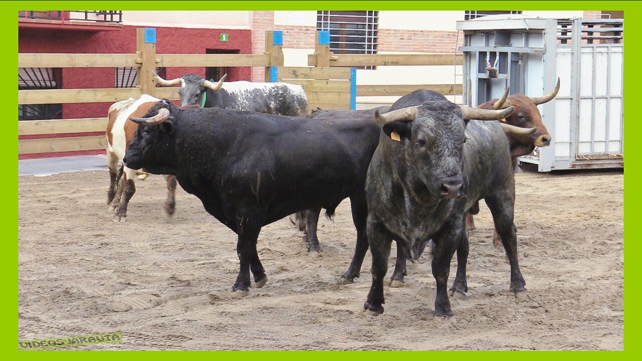 MALÓN (ZARAGOZA) MATINAL DESENCAJONAMIENTO DE TOROS ( SABADO 16 SEPTIEMBRE 2023 ) GANAD.HNOS.GRACIA