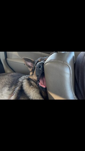 Warning: Pupper content!