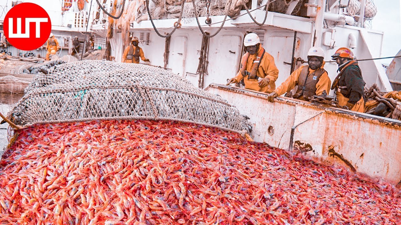 How Shrimp Are Caught & Processed | From Sea to the Shrimp Processing Factory