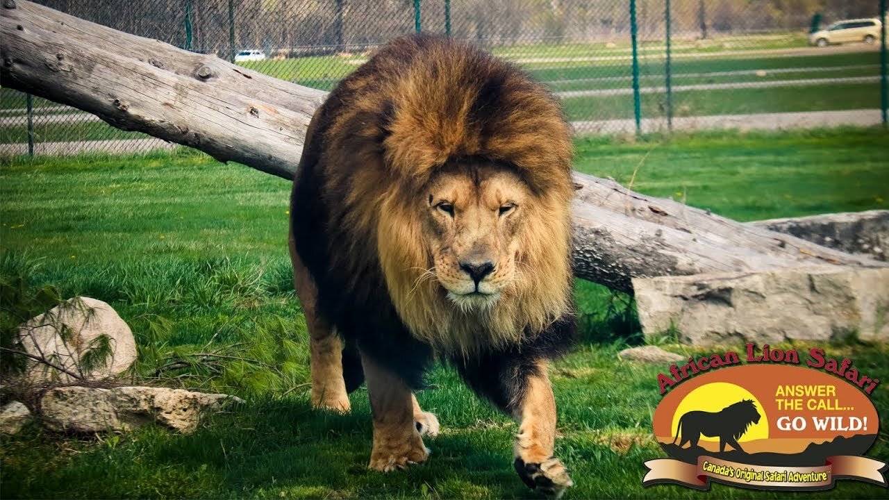 African Lion Safari - Ontario Canada