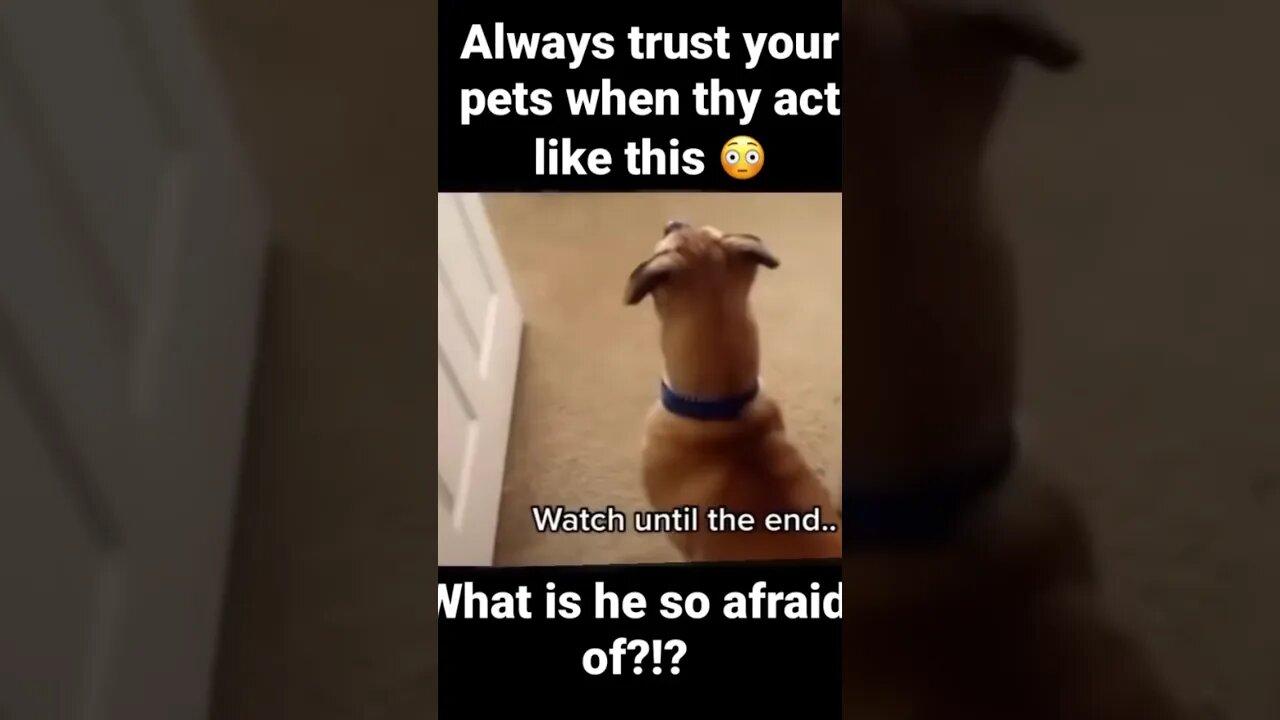 What’s Doggy Afraid Of? 😲