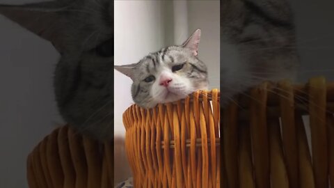 animais shorts #anime