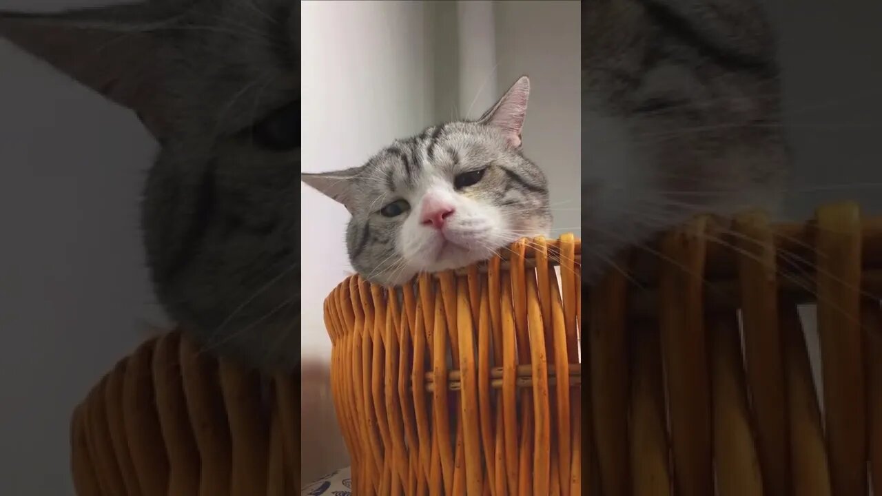 animais shorts #anime