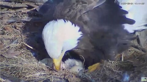 Hays Eagles Mom shows H16 2022 03 21 10 14 54 247