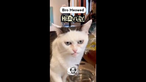 Bro Meowd Heavily 🗿 #funny #cats #shorts #rumble