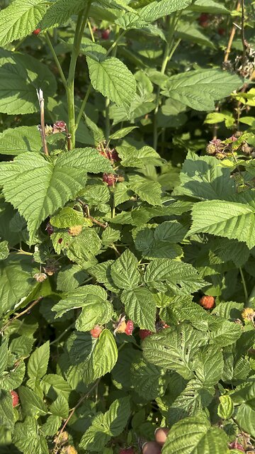 Raspberry bush ￼
