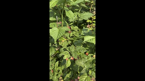 Raspberry bush ￼