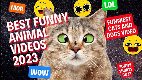 Best Funny Animal Videos 2023 - Funniest Cats And Dogs Video