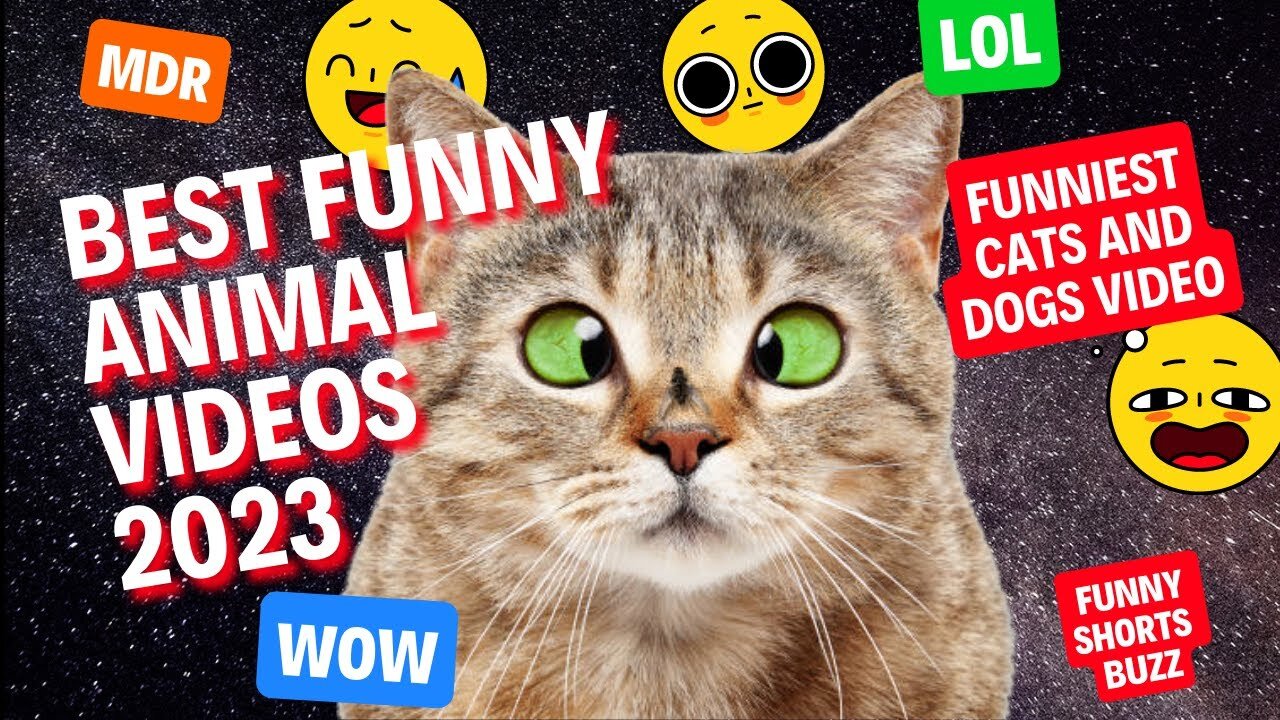 Best Funny Animal Videos 2023 - Funniest Cats And Dogs Video