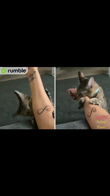 Funny and Cute Cat | The face of realization 🤣😂