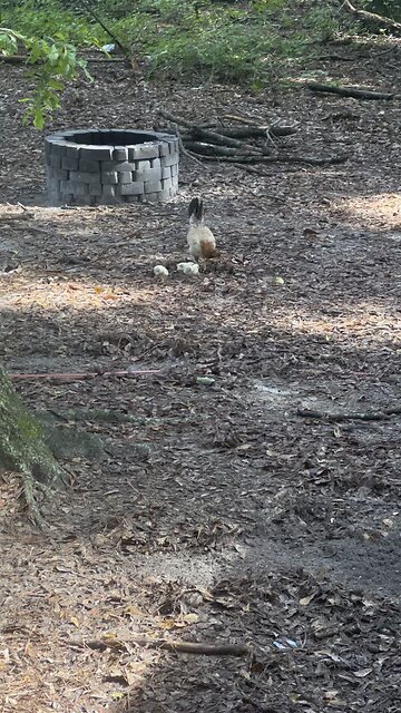 Yellow leg hatch gamefowl chicks
