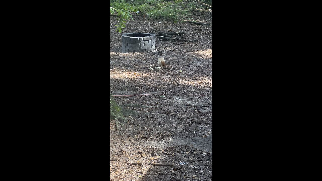 Yellow leg hatch gamefowl chicks