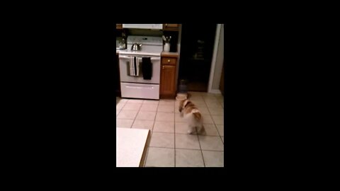 Dog scared of the burping water bowl