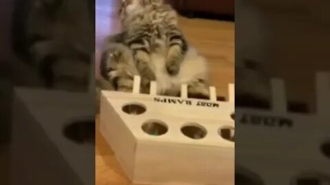 cute cat videos 😹 funny videos 😂gggg