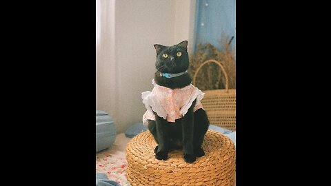 Why we love cats, watch!!!!!