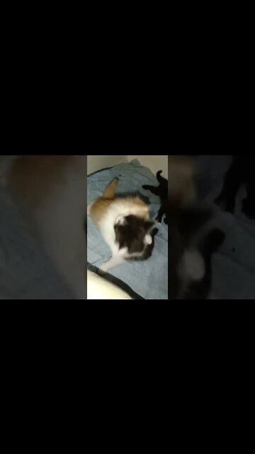 Persian Kittens For Sale #persiancats #kittens #cats #cutecat #youtubeshorts #shorts #kittens