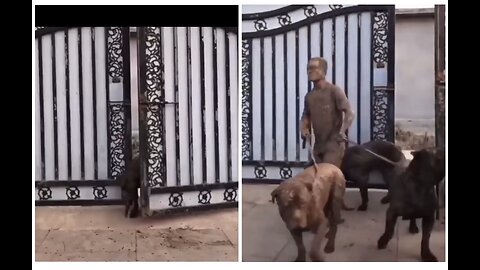 Guess who is the man and who are dogs #rumble #youtube #viral