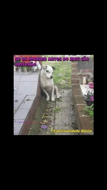 😥Se Eu Morrer Antes do Meu Cão #Shorts