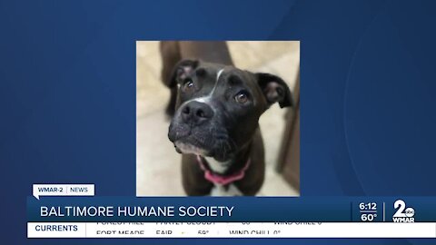 Frauline the dog is up for adoption at the Baltimore Humane Society