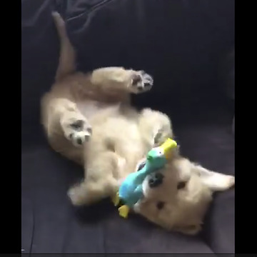 Golden Retriever puppy preciously plays with toy goose