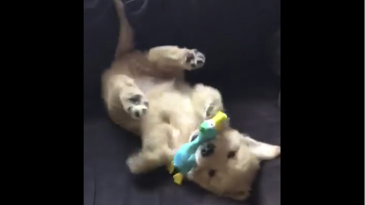 Golden Retriever puppy preciously plays with toy goose