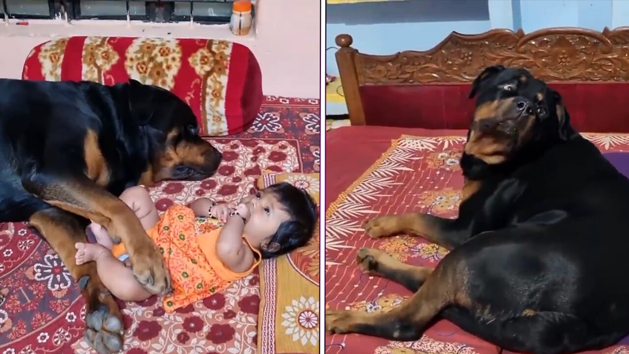 Jerry and Aaru are made for each other | Dog protecting baby | the rott best Video |