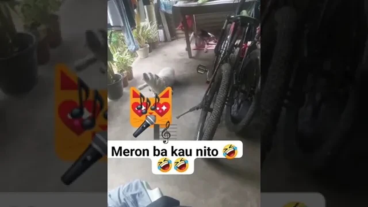 #dogs #dog #viral #fyp #shorts #short #reels #reel #funny #nature #funnymoments #funnydogs #puppy 17