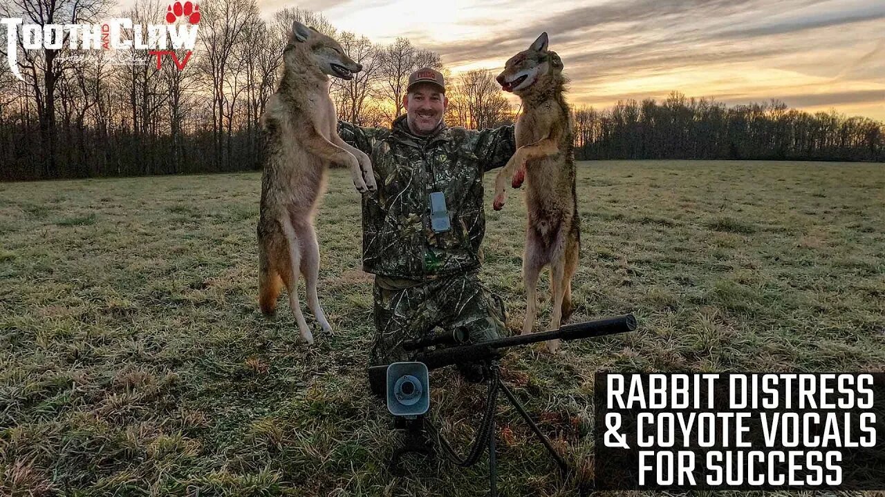 Using Rabbit Distress and Coyote Vocals For Coyote Hunting Success