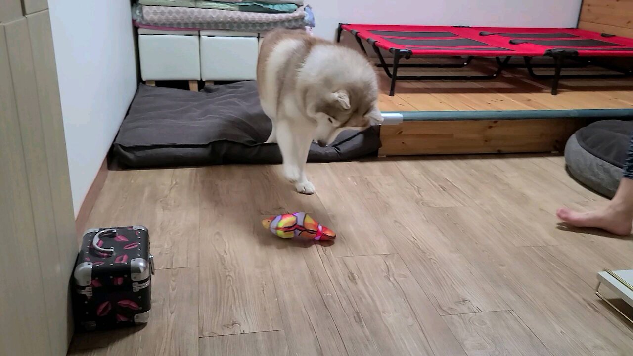 Husky with an interesting fish toy.