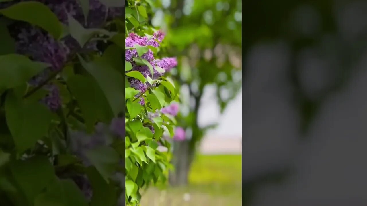 iPhone 13 Pro Cinematic Mode