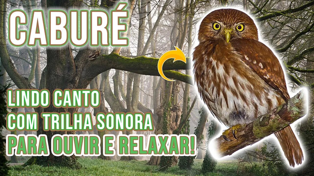 Canto da Coruja “CABURÉ”🦉|🎧Música Para Relaxar - Quase uma Adoração