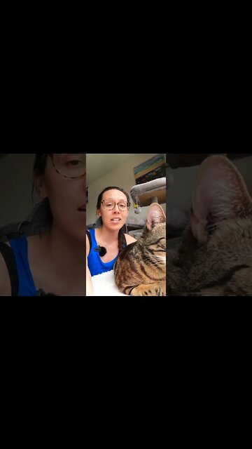 Give your cat some raw eggs #jesscaticles #shorts