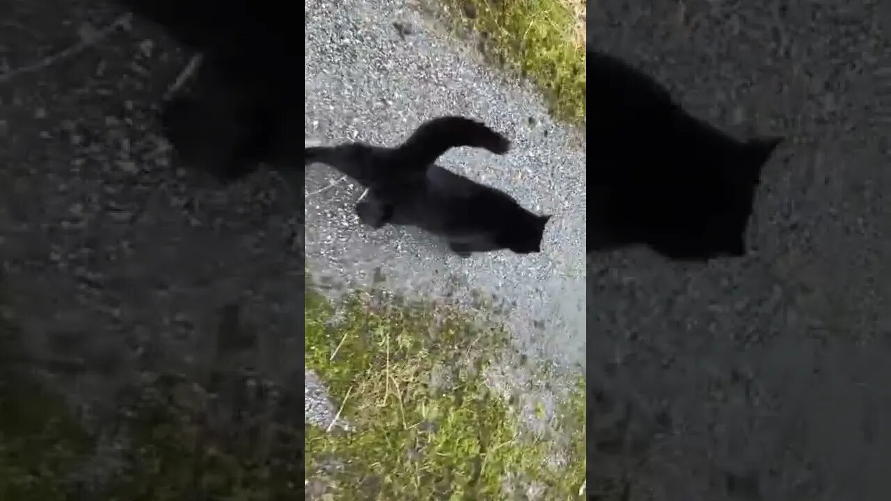 Made the mistake of petting him once