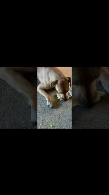 Rhodesian ridgebacks are the funniest dogs... Sasha is destroying this watermelon. Hog & family dog