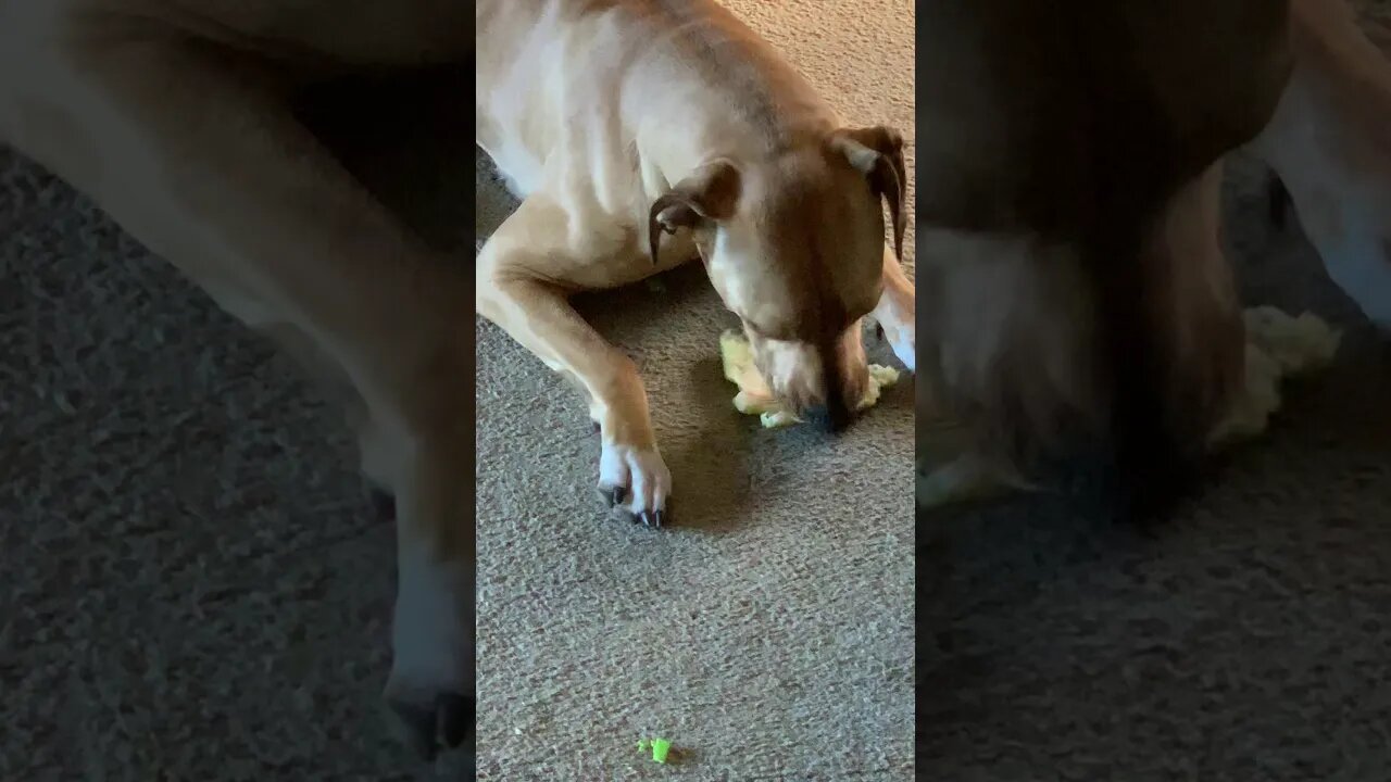 Rhodesian ridgebacks are the funniest dogs... Sasha is destroying this watermelon. Hog & family dog